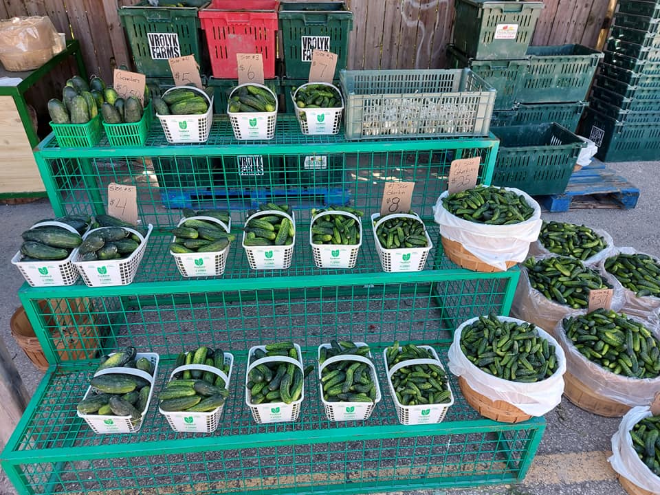 Cucumber Harvest grown at Vrolyk Farms