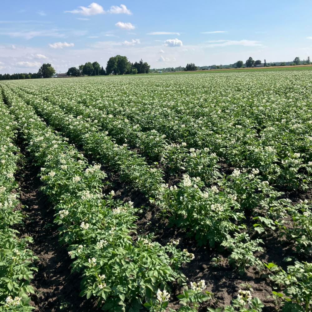 Potato Crop grown at Vrolyk Farms